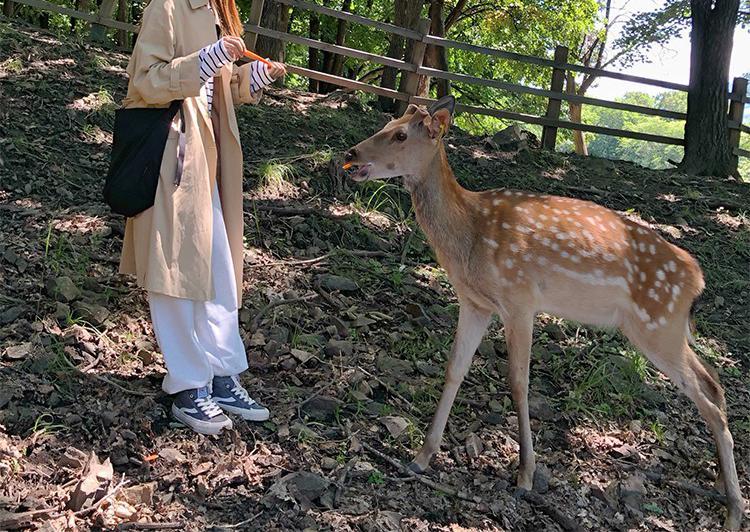 大容量 無地 帆布 斜め掛け オールシーズン L 肩掛け ファスナー シンプル カジュアル その他バック